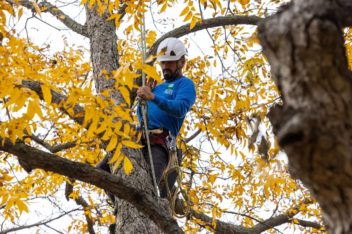 Skilled Tree Planing crew working in Stark City